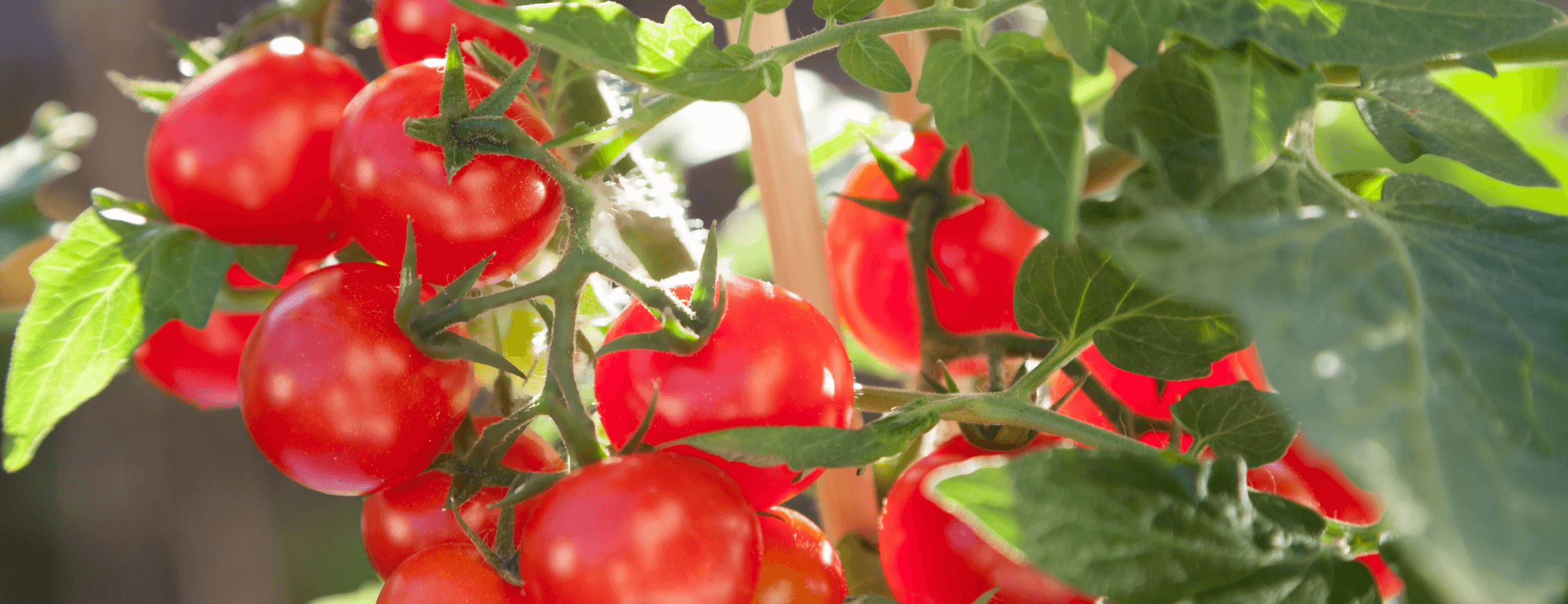 こだわりの水気耕栽培「冠熟®トマト」の寄贈